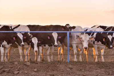 El ciclo de exportación de ganado bovino a Estados Unidos 2022-2023 comprendió 53 semanas. (Foto: ERICK SOTOMAYOR / EL SIGLO DE TORREÓN)