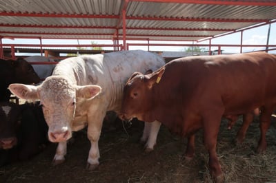 Crece 10 por ciento la exportación de ganado bovino mexicano a Estados Unidos, 54 mil 739 cabezas son de Coahuila. (EL SIGLO DE TORREÓN)