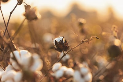 Imagen El cultivo del algodón en La Laguna: un compromiso y un legado para México