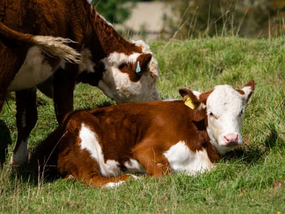 Imagen Ovosure: impulsando la fertilidad en el ganado bovino