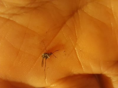 Imagen Mosquitos invaden colonia por aguas negras