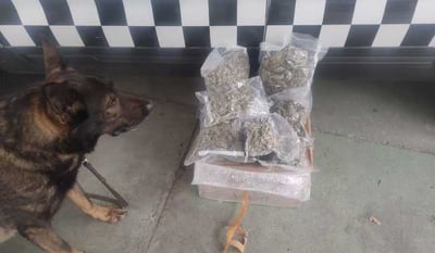 Binomios caninos de la Guardia Nacional localizaron durante el mes de noviembre un total de 327 paquetes con aparente marihuana en trece estados del país, entre ellos Coahuila.