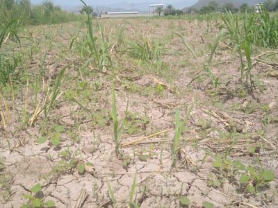 La sequía es el evento natural más costoso y que afecta a más personas en todo el mundo. (ARCHIVO)