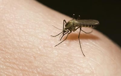 En Honduras circulan cuatro serotipos de dengue.