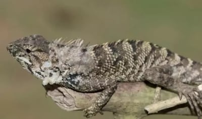 Esta nueva especie se une a la rica fauna de reptiles de Asia y su descripción se publica en la revista ZooKeys. (ESPECIAL)
