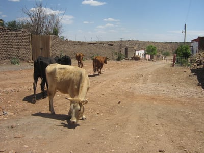 Autoridades refirieron que los productores han entendido la importancia de desplazar el ganado que no está siendo productivo.