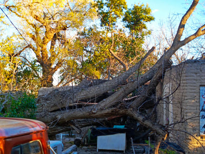 Trascendió que uno de los árboles, de aproximadamente 40 metros de altura, cayó sobre un domicilio habitado por una pareja de la tercera edad, derribando el techo, sin embargo, no resultaron lesionados. (EL SIGLO DE TORREÓN)