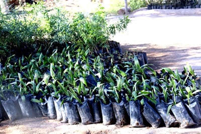 Imagen Peñoles regala 4,500 árboles al municipio de San Pedro