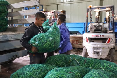 Sinaloa, Chihuahua y Zacatecas reportaron una cosecha de 751 mil 839 toneladas, 701 mil 392 toneladas y 480 mil 694 toneladas, respectivamente. (CORTESÍA)