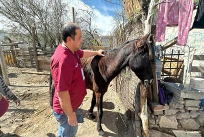 Atiende Ayuntamiento reporte sobre la presencia de un caballo afuera de una primaria. (CORTESÍA)
