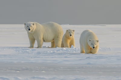 Familia de osos polares. (ARCHIVO)