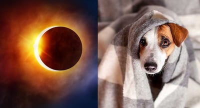Eclipse Solar/Perro (ESPECIAL)
