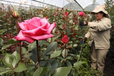 Las rosas son consideradas las flores más populares y vendidas en este 14 de febrero. (CORTESÍA)