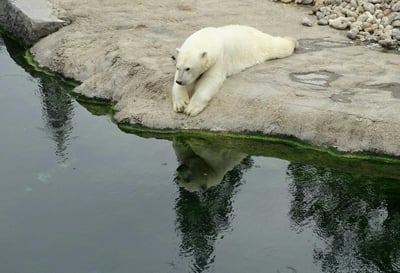 Imagen Los osos polares corren el riesgo de morir de inanición si el verano ártico se alarga
