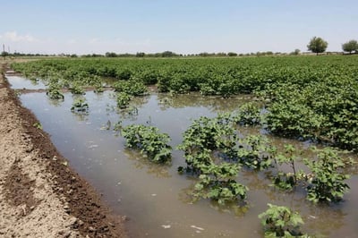 Productores agrícolas urgen a que se bajen a la brevedad los recursos para la tecnificación de los sistemas de riego. (ARCHIVO)