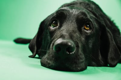Imagen Tips para animar a un perro triste