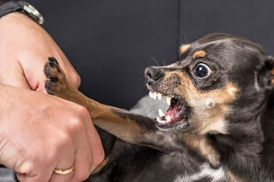 Imagen Conoce las causas por las que los perros chihuahua son agresivos