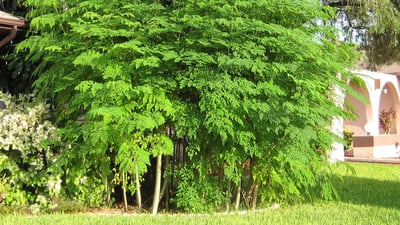 Imagen El árbol moringa auxilia contra enfermedades inflamatorias crónicas