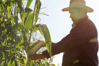 La Secretaría de Agricultura y Desarrollo Rural (SADER), a través de la Subsecretaría de Autosuficiencia Alimentaria, informó que, a partir de este lunes 26 de febrero, 1.84 millones de productores de 25 estados serán beneficiados.