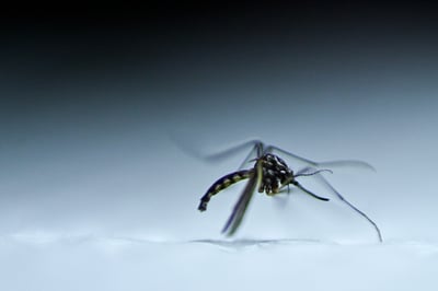 Fotografía este jueves del mosquito Aedes aegypti, responsable de la transmisión del dengue. (EFE)