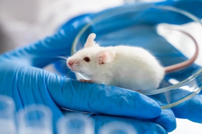 Imagen Una novedosa técnica de edición disminuye el colesterol en ratones sin alterar su ADN