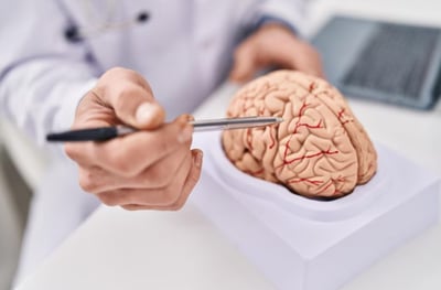 Imagen Sistema nervioso, clave para entender y tratar cáncer cerebral