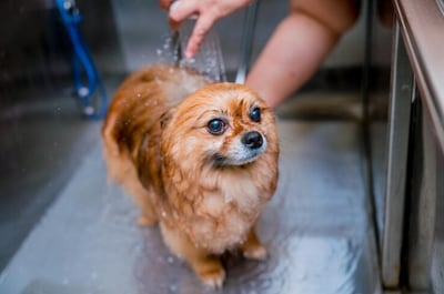 Imagen Cada cuánto bañar a un perro, según la inteligencia artificial
