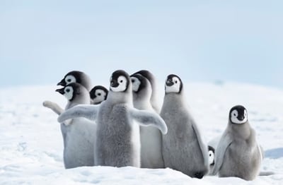 Imagen El cambio climático modifica algunos rasgos de la personalidad de los pingüinos