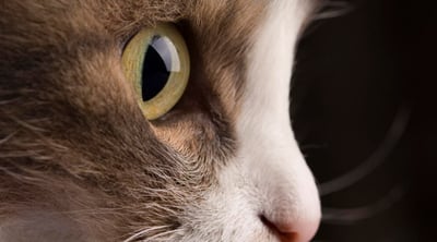 Imagen Los mejores tratamientos para curar glaucoma de un gato según experta