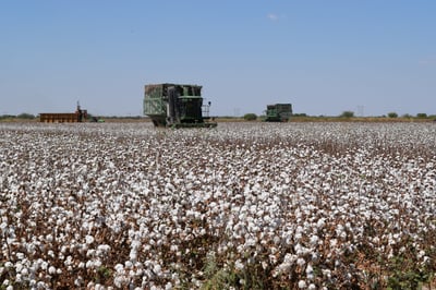 Imagen Solo la federación puede poner orden: dicen productores por daño a cultivos de algodón