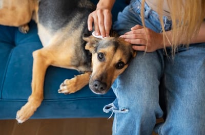 Imagen Los remedios caseros para eliminar pulgas del perro, según experta