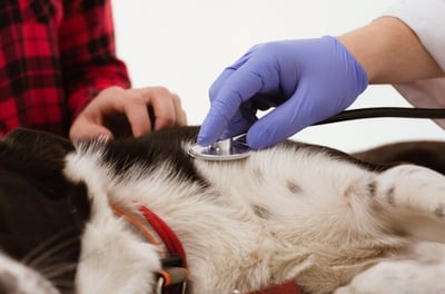 Imagen A qué edad se debe esterilizar a perros y gatos
