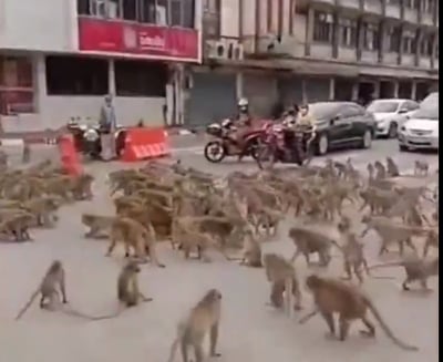 Imagen Se enfrentan grupos rivales de monos en Tailandia y se vuelve viral