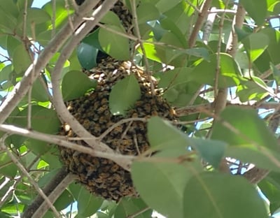 Enjambre de abejas. (ISABEL AMPUDIA)