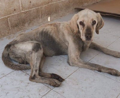El perro fue trasladado a Control y Bienestar Animal de Gómez Palacio para recibir atención.