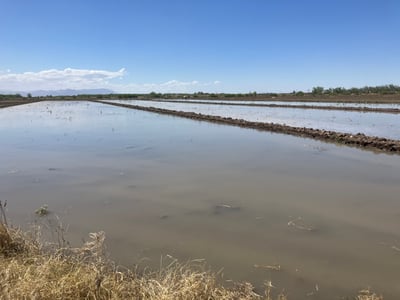 Imagen En riesgo de que 500 hectáreas se queden sin primer riego en Madero, denuncian productores