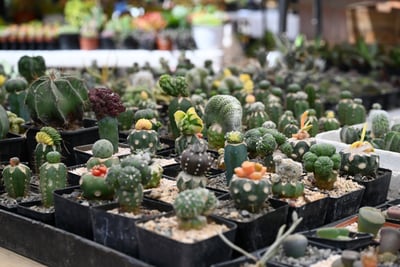 Expo Cactus. 