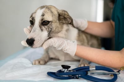 Imagen Uso del miconazol en perros, explicado por veterinaria