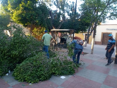 Imagen Retiran ramas caídas durante la madrugada en la plaza principal de Lerdo