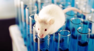 Imagen Transfieren a ratones un tipo de alzhéimer a través de un trasplante de médula ósea