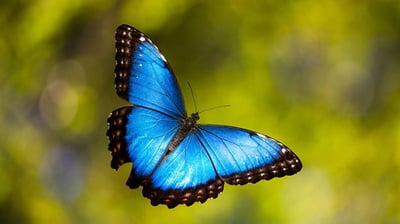 Imagen Mariposas amazónicas, un ejemplo de cómo pueden evolucionar las especies hibridadas
