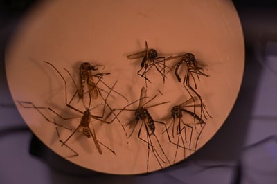 Imagen Se espera que incrementen casos de rickettsia y dengue