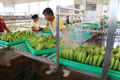 Producción de plátano.