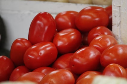 Tomates. (ARCHIVO)