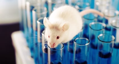 Transfieren a ratones un tipo de alzhéimer a través de un trasplante de médula ósea