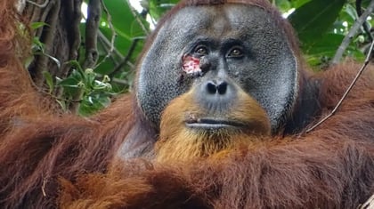 Rakus, orangután herido en la selva de Sumatra. Armas/Max Planck Institute of An/Reuters