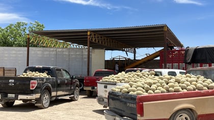 Bajo precio, problema que cada año enfrentan productores de melón de Matamoros y Viesca
