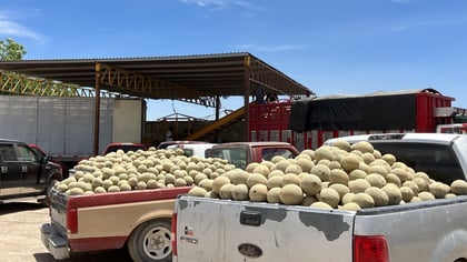 Productores de melón de Matamoros y Viesca reprochan a autoridades que los dejen solos