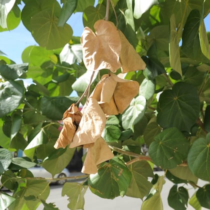 Llega el otoño pero seguirán las temperaturas calurosas en la Comarca Lagunera