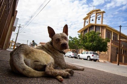 Exhortan a quienes tienen mascotas a que las resguarden del frío. (EL SIGLO DE TORREÓN)